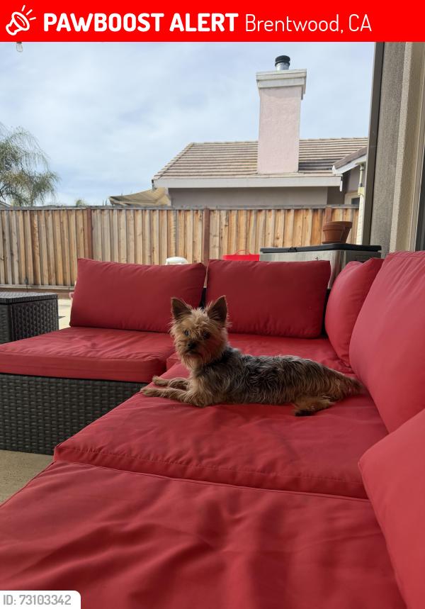 Lost Female Dog last seen Anderson lane Brentwood Ca, Brentwood, CA 94561