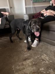 Reunited Male Dog last seen Deleon St , Beverly Hills, FL 34465