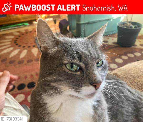 Lost Male Cat last seen 147th Ave SE, Snohomish, WA 98290