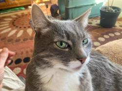 Lost Male Cat last seen 147th Ave SE, Snohomish, WA 98290