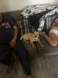 Found/Stray Male Dog last seen Main st. / Parkrige. Walgreens store, Corona, CA 92879