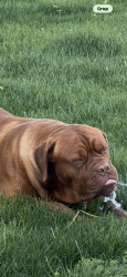 Lost Male Dog last seen Rd 220. Ave 314 Exeter 93221, Exeter, CA 93221