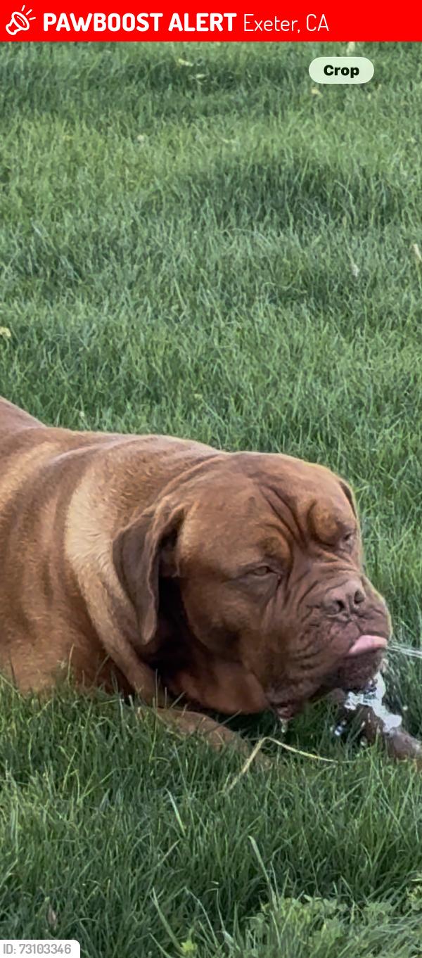 Lost Male Dog last seen Rd 220. Ave 314 Exeter 93221, Exeter, CA 93221