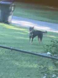 Found/Stray Unknown Dog last seen 117th and memorial, Bixby, OK 74008