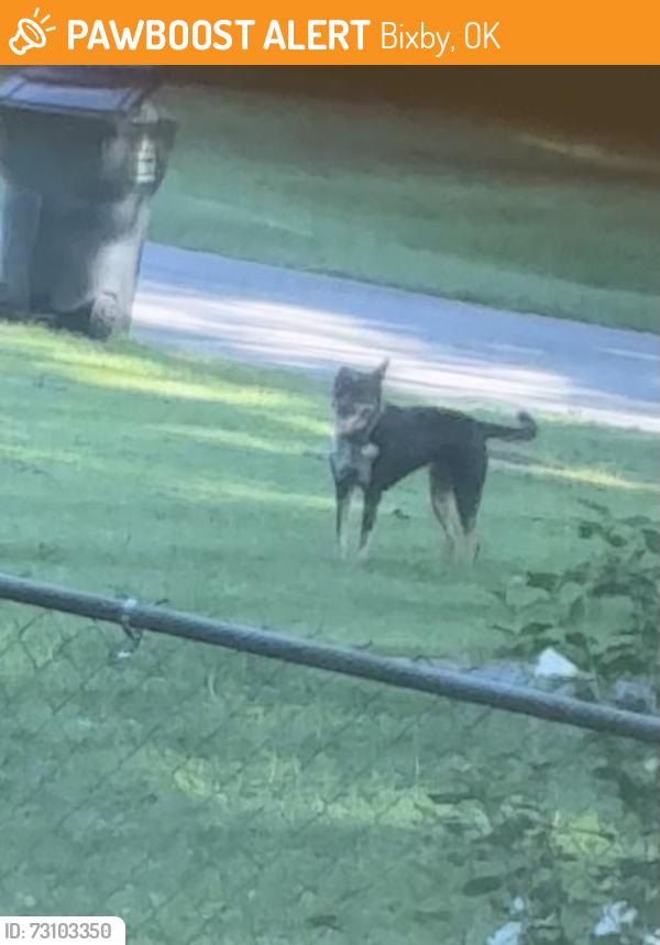 Found/Stray Unknown Dog last seen 117th and memorial, Bixby, OK 74008