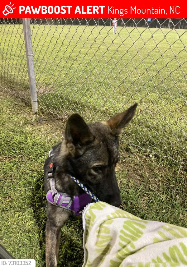 Lost Female Dog last seen American legion, Kings Mountain, NC 28086