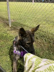 Lost Female Dog last seen American legion, Kings Mountain, NC 28086