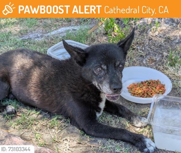 Found/Stray Unknown Dog last seen Near Cathedral Canyon Drive, Cathedral City, California 92234, Cathedral City, CA 92234