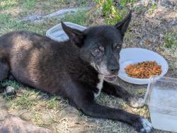 Found/Stray Unknown Dog last seen Near Cathedral Canyon Drive, Cathedral City, California 92234, Cathedral City, CA 92234