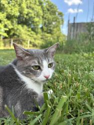 Lost Female Cat last seen Old Farm Dr and hmstd in Mountain View, Hickory, NC 28602