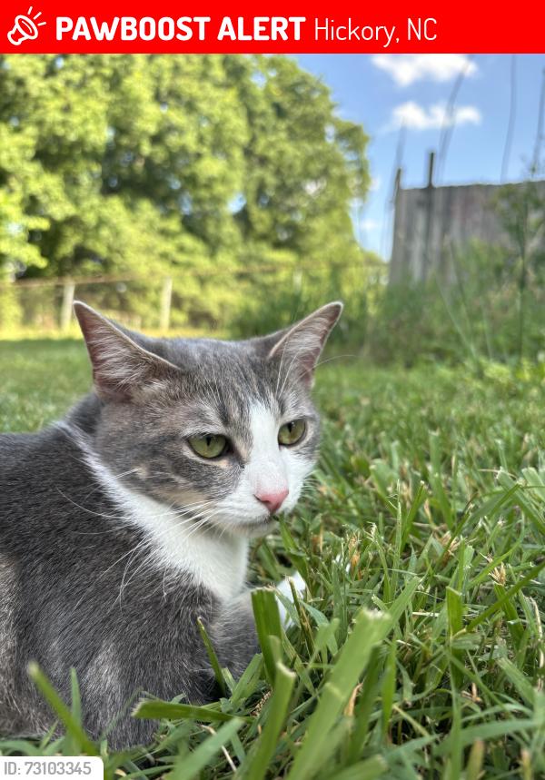 Lost Female Cat last seen Old Farm Dr and hmstd in Mountain View, Hickory, NC 28602