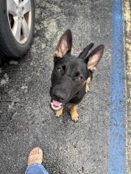 Reunited Male Dog last seen Harris field, Homestead, FL 33030