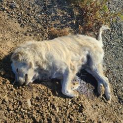 Found/Stray Unknown Dog last seen Between Pomelo Ave and West Marshall Rd, Patterson, CA, Patterson, CA 95313