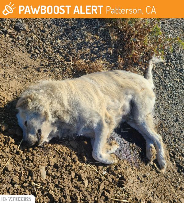 Found/Stray Unknown Dog last seen Between Pomelo Ave and West Marshall Rd, Patterson, CA, Patterson, CA 95313