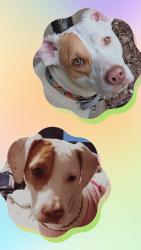 Reunited Female Dog last seen Phillips Fencing, Hen Valley Road, Old Harriman Hwy, Shady Lane, Oliver Springs, TN 37840