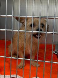 Shelter Stray Unknown Dog last seen Near Layne Loop, LEANDER, TX, 78641, 7201 Levander Loop bldg a, Austin, TX 78702, USA
