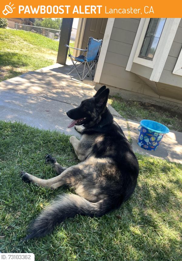 Found/Stray Male Dog last seen Near 8th street east Lancaster ca 93535, Lancaster, CA 93535