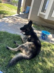 Found/Stray Male Dog last seen Near 8th street east Lancaster ca 93535, Lancaster, CA 93535