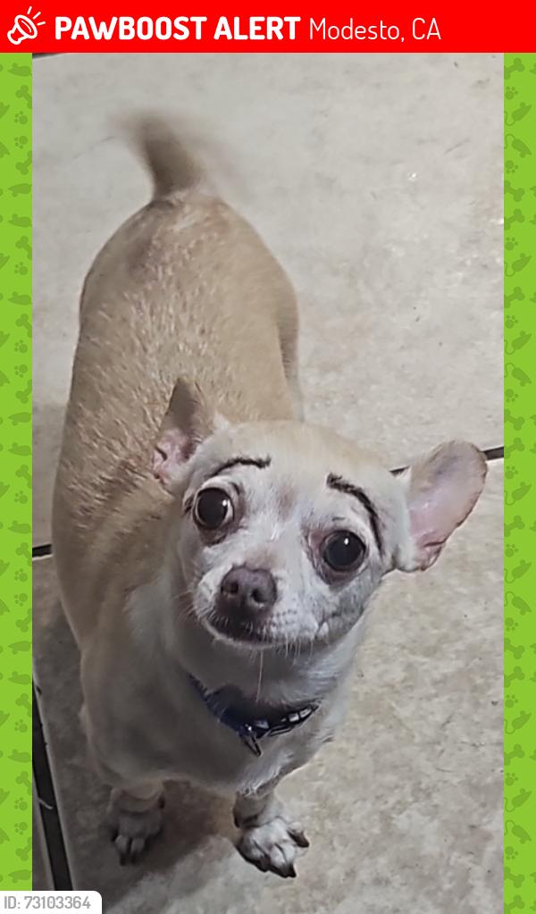 Lost Male Dog last seen Paradice rd, Modesto, CA 95351