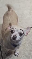 Lost Male Dog last seen Paradice rd, Modesto, CA 95351