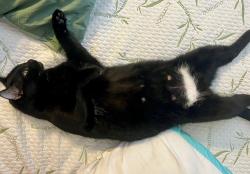 Lost Male Cat last seen Andes St, la Mesa and Sunrise Blvd, Winter Springs, FL 32708