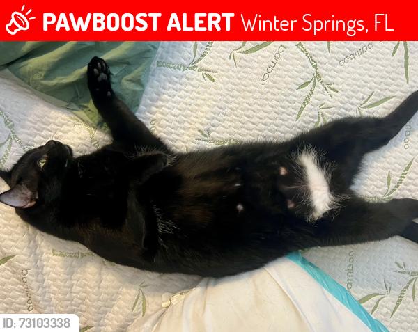 Lost Male Cat last seen Andes St, la Mesa and Sunrise Blvd, Winter Springs, FL 32708