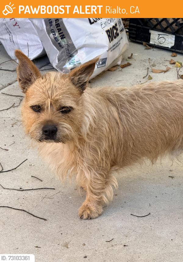 Found/Stray Male Dog last seen Etiwanda and Cedar, Rialto, CA 92376