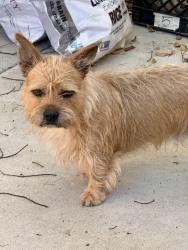 Found/Stray Male Dog last seen Etiwanda and Cedar, Rialto, CA 92376