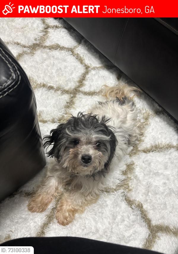 Lost Female Dog last seen Iron Gate Ln and Bonita Circle, Jonesboro, GA 30236