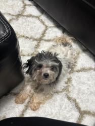 Lost Female Dog last seen Iron Gate Ln and Bonita Circle, Jonesboro, GA 30236