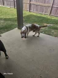 Reunited Male Dog last seen Near Bindweed Street, Fort Worth, TX 76123, USA, Fort Worth, TX 76123
