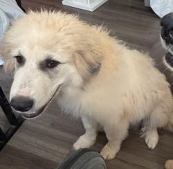 Lost Male Dog last seen Bogan Mill Rd, Sydney Mill Dr, Buford, GA 30519