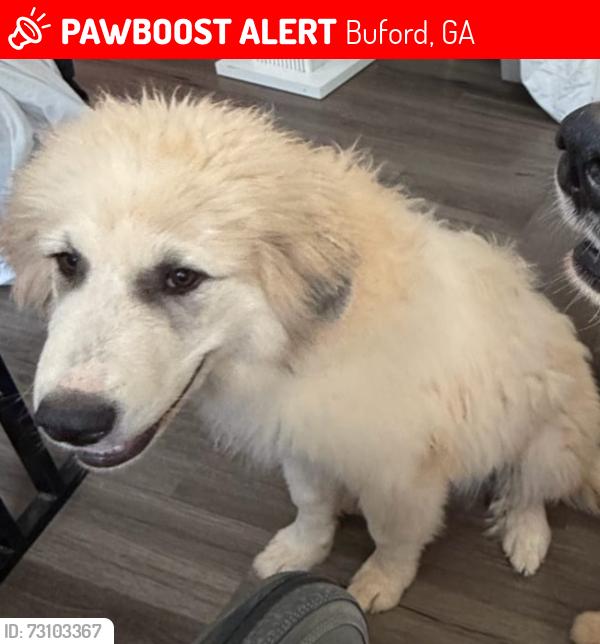 Lost Male Dog last seen Bogan Mill Rd, Sydney Mill Dr, Buford, GA 30519