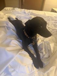 Found/Stray Female Dog last seen Java Hut, Lake Elsinore, CA 92530