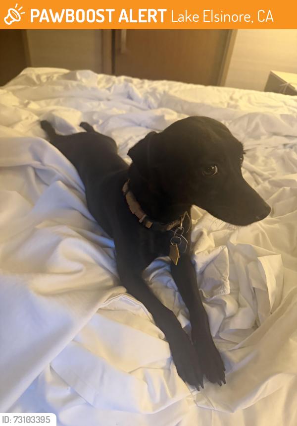 Found/Stray Female Dog last seen Java Hut, Lake Elsinore, CA 92530