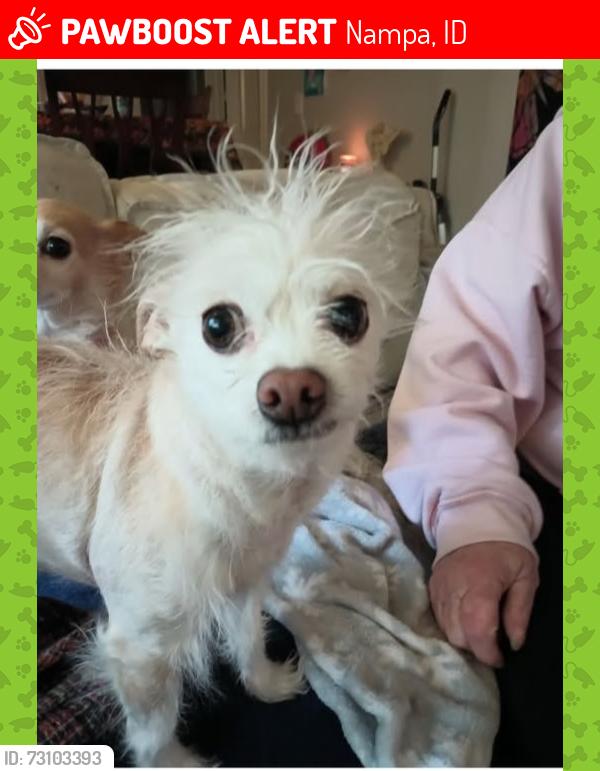 Lost Male Dog last seen Hawaii and Elder St., Nampa, ID 83686