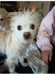 Lost Male Dog last seen Hawaii and Elder St., Nampa, ID 83686
