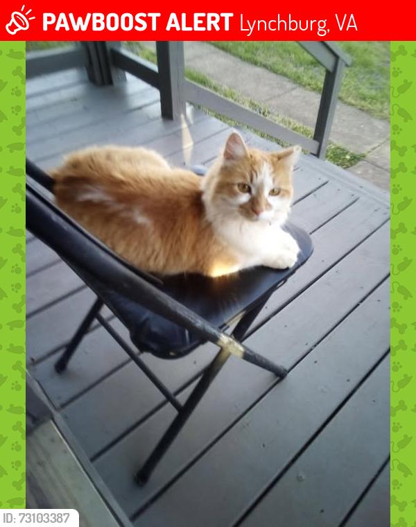 Lost Female Cat last seen Langhorne rd and Carrington rd, Lynchburg, VA 24501