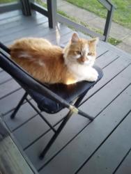 Lost Female Cat last seen Langhorne rd and Carrington rd, Lynchburg, VA 24501