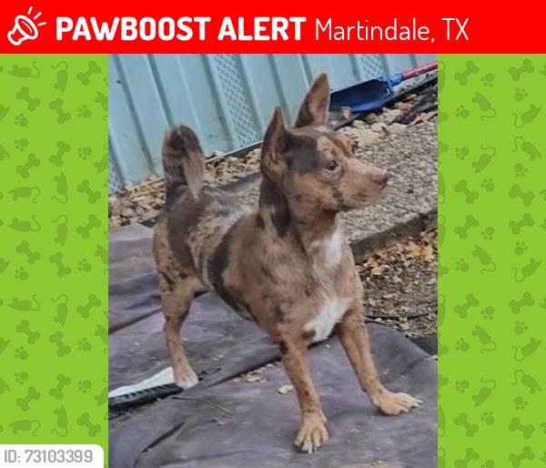Lost Female Dog last seen Skyview Drive, Martindale, TX 78655