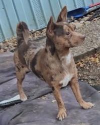 Lost Female Dog last seen Skyview Drive, Martindale, TX 78655