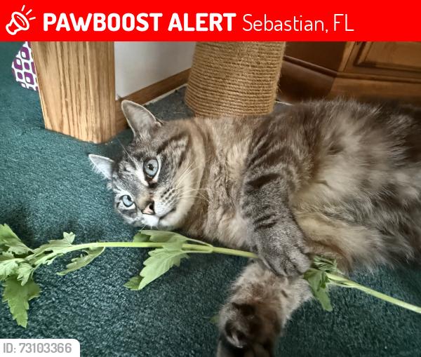 Lost Male Cat last seen Joy haven st or Midville st, Sebastian, FL 32958