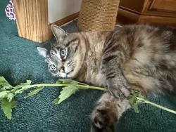 Lost Male Cat last seen Joy haven st or Midville st, Sebastian, FL 32958