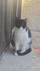 Lost Male Cat last seen Greenway & 7th St Paradise & 7th st, Phoenix, AZ 85022
