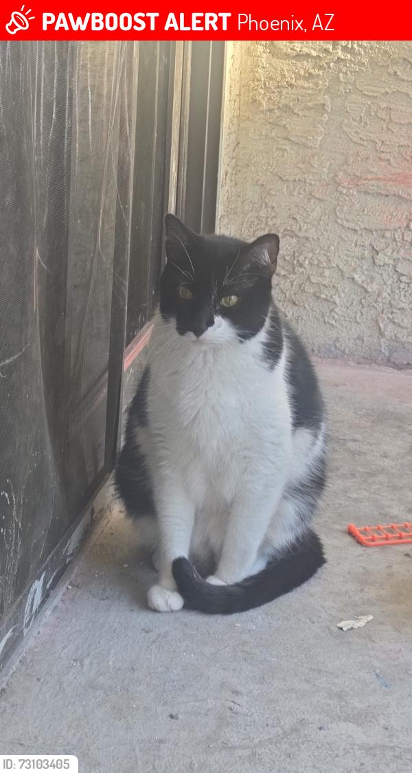Lost Male Cat last seen Greenway & 7th St Paradise & 7th st, Phoenix, AZ 85022