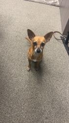 Reunited Female Dog last seen Kroger, Houston, TX 77062