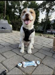 Lost Male Dog last seen Benfield Rd and Prosperity Church Rd, Charlotte, NC 28269