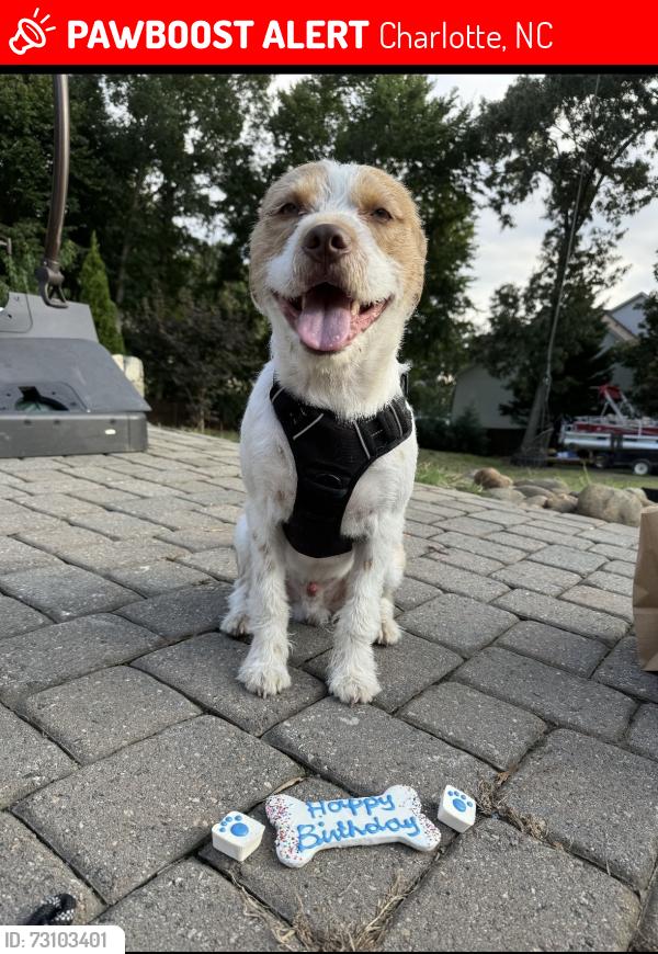 Lost Male Dog last seen Benfield Rd and Prosperity Church Rd, Charlotte, NC 28269