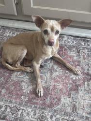 Found/Stray Female Dog last seen Near ave & Indian school, Phoenix, AZ 85353