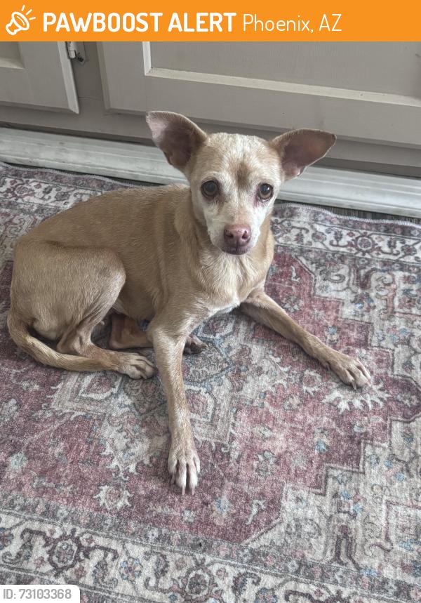 Found/Stray Female Dog last seen Near ave & Indian school, Phoenix, AZ 85353
